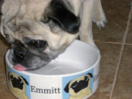 Emmitt loves his new bowl!