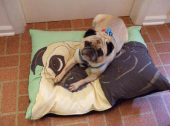 Shown: 24 x 30 - Pug Design A69