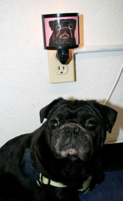 Chupa loves her night light! (Design A50) Photo courtesy of Amanda M., NM