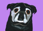 (A73) Senior Black Pug w/lavendar background