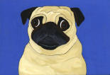 (A34) Fawn Pug with blue background