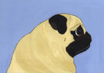 (A40) Fawn Pug profile with blue background