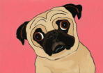 (A83) Fawn Pug w/ Pink Background