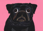 (A50) Black Pug with pink background