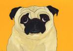 (A57) Fawn Pug with light orange background