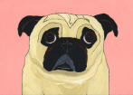 (A59) Fawn Pug with pink background