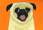(A68) Fawn Pug panting with orange background
