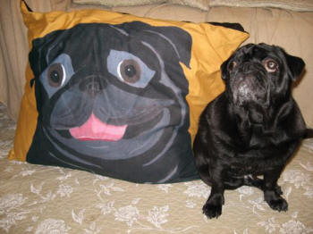 Mug loves his new 24 x 30 dog bed!