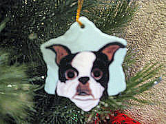 Snowflake - Boston Terrier - Photo courtesy of Michele S., CA