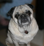 Emmitt in his "Have a Heart" Pug Rescue Necklace - April 2007