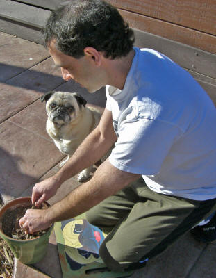 Emmitt & Fred gardening with their Pug Cushion Design A43