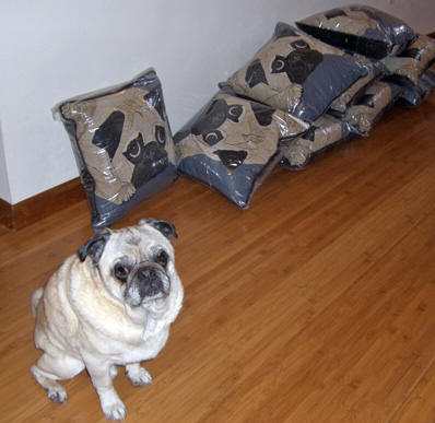 Emmitt loves his pillows!