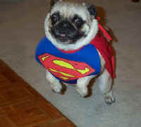 Super Pug to the rescue!